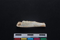 藏品(山羌骨)的圖片