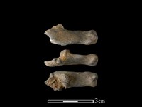 藏品(山羌骨)的圖片