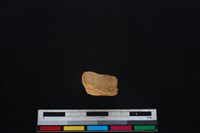 藏品(梅花鹿骨)的圖片