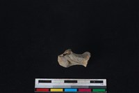 藏品(梅花鹿骨)的圖片