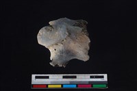 藏品(梅花鹿骨)的圖片