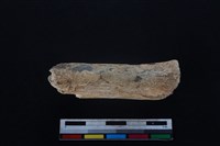 藏品(梅花鹿骨)的圖片