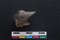 藏品(梅花鹿骨)的圖片