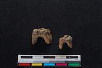 藏品(梅花鹿骨)的圖片