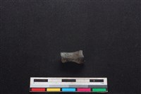 藏品(豬骨)的圖片