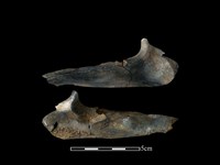 藏品(豬骨)的圖片