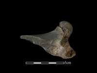 藏品(豬骨)的圖片