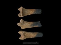 藏品(豬骨)的圖片