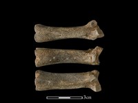 藏品(豬骨)的圖片