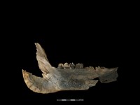 藏品(豬骨)的圖片