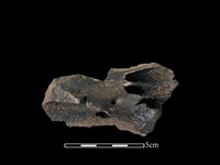 藏品(豬骨)的圖片