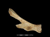 藏品(豬骨)的圖片