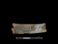 藏品(豬骨)的圖片