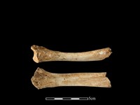 藏品(豬骨)的圖片