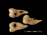 藏品(豬骨)的圖片