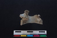 藏品(豬骨)的圖片