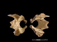 藏品(豬骨)的圖片