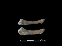 藏品(豬骨)的圖片