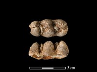 藏品(豬骨)的圖片