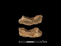 藏品(梅花鹿骨)的圖片