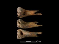 藏品(山羌骨)的圖片