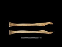 藏品(豬骨)的圖片