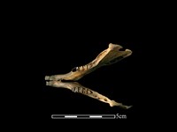 藏品(野兔骨)的圖片