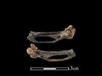 藏品(環頸雉骨)的圖片