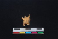 藏品(野兔骨)的圖片