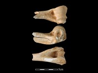 藏品(梅花鹿骨)的圖片