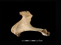 藏品(梅花鹿骨)的圖片