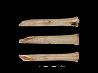 藏品(梅花鹿骨)的圖片