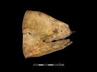 藏品(梅花鹿骨)的圖片