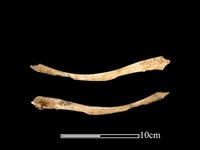 藏品(梅花鹿骨)的圖片