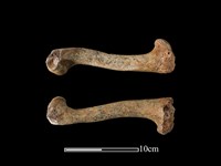 藏品(梅花鹿骨)的圖片