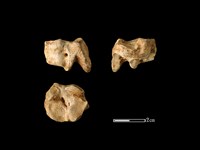 藏品(梅花鹿骨)的圖片