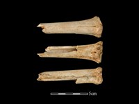 藏品(梅花鹿骨)的圖片