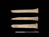 藏品(梅花鹿骨)的圖片