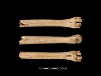 藏品(梅花鹿骨)的圖片