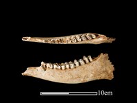 藏品(梅花鹿骨)的圖片