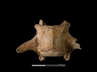 藏品(豬骨)的圖片