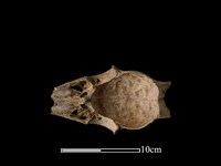 藏品(豬骨)的圖片