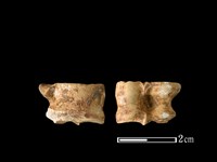 藏品(獐骨)的圖片