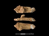 藏品(獐骨)的圖片