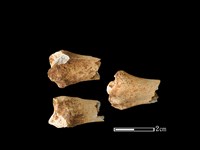 藏品(獐骨)的圖片