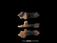 藏品(獐骨)的圖片