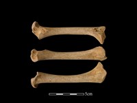 藏品(山羌骨)的圖片