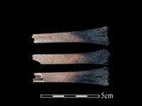 藏品(獐骨)的圖片