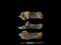 藏品(山羌骨)的圖片