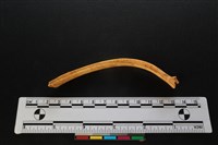 藏品(梅花鹿骨)的圖片